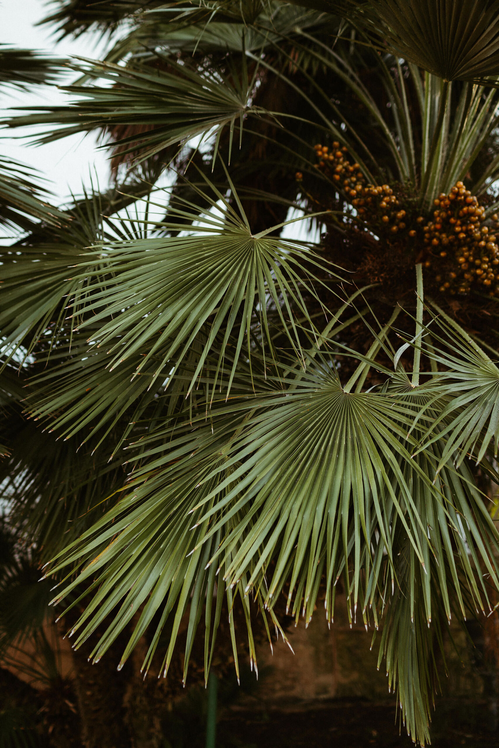 SANTA BARBARA COURTHOUSE WEDDING | BERNICE AND CORY 30 B C 117 scaled
